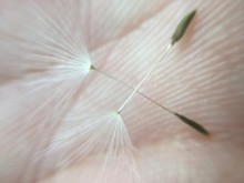 Cropped Hand Of Person Holding Dandelion Seeds