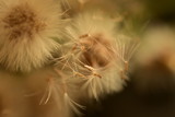 Fototapeta Dmuchawce - Beautiful weeds in the wind