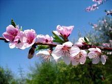 Low Angle View Of Pink Cherry Blossoms Against Clear Blue Sky
