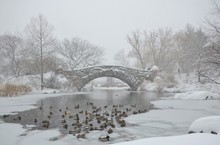 Flock Of Ducks Swimming In Frozen Pond By Gapstow Bridge At Central Park