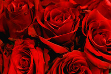 Full Frame Shot Of Red Roses