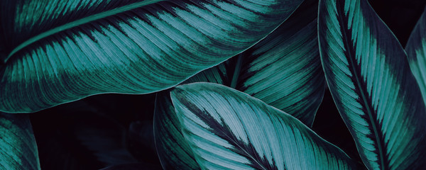 Pin-Stripe Calathea Dark Purple Leaf Forest Natural Background