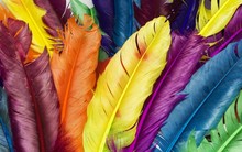 Full Frame Shot Of Colorful Feathers