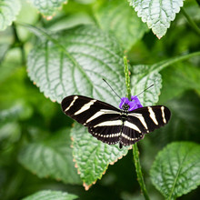Zebra Longwing Butterfly Opened Wings On Plant
