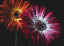 Colorful Red Gerbera Daisy Flower