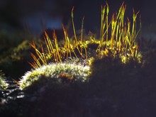 Close-up Of Moss Growing Outdoors