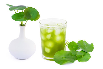 Sticker - Closeup glass of Gotu Kola ice tea with green leaves ( Asiatic pennywort, Indian pennywort, Centella asiatica ) isolated on white background. Tropical medical herbal plant, healthy drinks concept. 