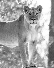 Portrait Of Lioness Standing In Forest