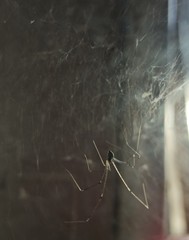 spider on a web