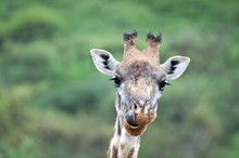 Close-up Portrait Of Giraffe