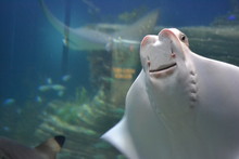 Close-up Of Stingray In Aquarium