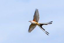 The Scissor Tailed Flycatcher (Tyrannus Forficatus) In Flight