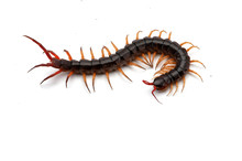 Giant Centipede Isolated On White Background