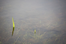 Close-up Of Reed In Lake