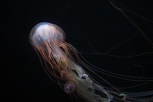 White Jellyfish In Sea