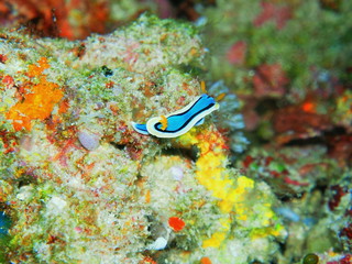 Wall Mural - The amazing and mysterious underwater world of Indonesia, North Sulawesi, Manado, sea slug