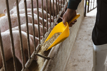 Wall Mural - Farmer feeding pig in organic rural farm agricultural. Livestock industry