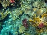 Fototapeta Do akwarium - coral reef in the red sea