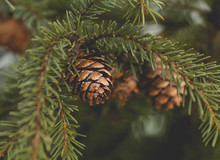 Close-up Of Pine Cones On Tree Branches