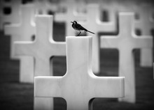 Close-up Of Bird On Cross At Cemetery
