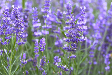 Provence - lavender field