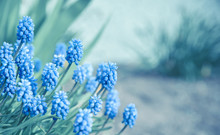 Close-up Of Blue Flowers Against Blurred Background