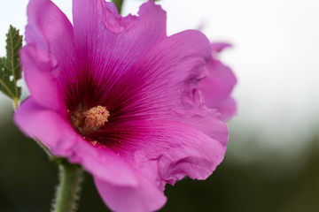 Wall Mural - close up of a pink flower