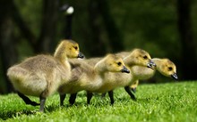 Close-up Of Ducklings On Grassy Field