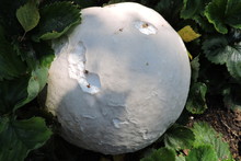 A White Giant Puffball And Strawberry Leaves In Close-up