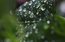 Green Leaf In Water Drops After Rain In A Blurred Environmen