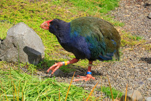 A Takahe, An Endangered Flightless Bird Native To New Zealand. The Largest Member Of The Rail Family, It Has Beautiful Blue And Green Plumage