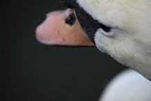 Detail Shot Of A Swan