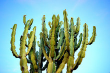 Close-up Low Angle View Of Cactus Against Blue Sky