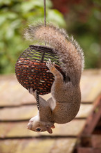 Close-up Of Squirrel Hanging On Bird Feeder