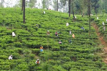 Tea Pickers In Sri Lanka Tea Plantation 