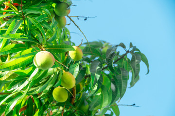 Green mangoes growing on tree. Juicy, organic MANGO fruit, on mango tree, with branches, green leaves and sky background. Fresh, healthy, succulent, sweet, tropical food. Australia 