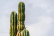 bird on Baja california desert cactus