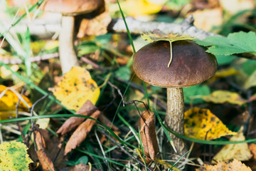 two birch mushroom on the field in summer in the grass and foliage