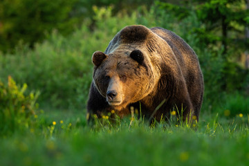 Wall Mural - huge brown bear, ursus arctos, male standing on a meadow looking forward in summer at sunset. domina