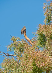 Wall Mural - Black kite stood on branch in tree