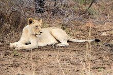 African Lioness Resting