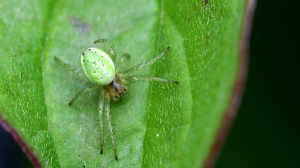 Cucumber Green Spider or Cucumber Green Orb Spider in his environment. Her Latin name is Araniella cucurbitina.