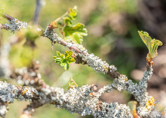 Sticker - first spring leaves on the tree