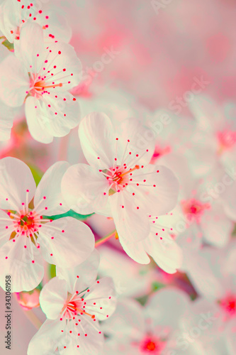 Blooming spring pretty pastel background.