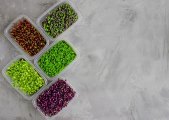 Wall Mural - A variety of micro greens of radish, beetroot, basil, arugula, cucumber on a dark concrete background. Growing micro greens at home. Healthy food. Horizontal orientation. Top view, copy space.