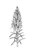 Hand drawn vector illustration of a snapdragon isolated on white. Meadow plant drawing in a sketch style