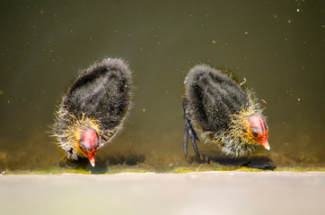 Two young coots swimming in a canal and inspecting the quay wall for food