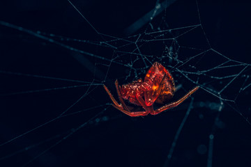 Wall Mural - red spider on a web