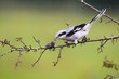 © WildMedia - Fierce great grey shrike, lanius excubitor, sitting on a twig with mouse impaled on thorn in summer. Cruel bird with white feathers spiked its prey on sharp point to tear it apart.