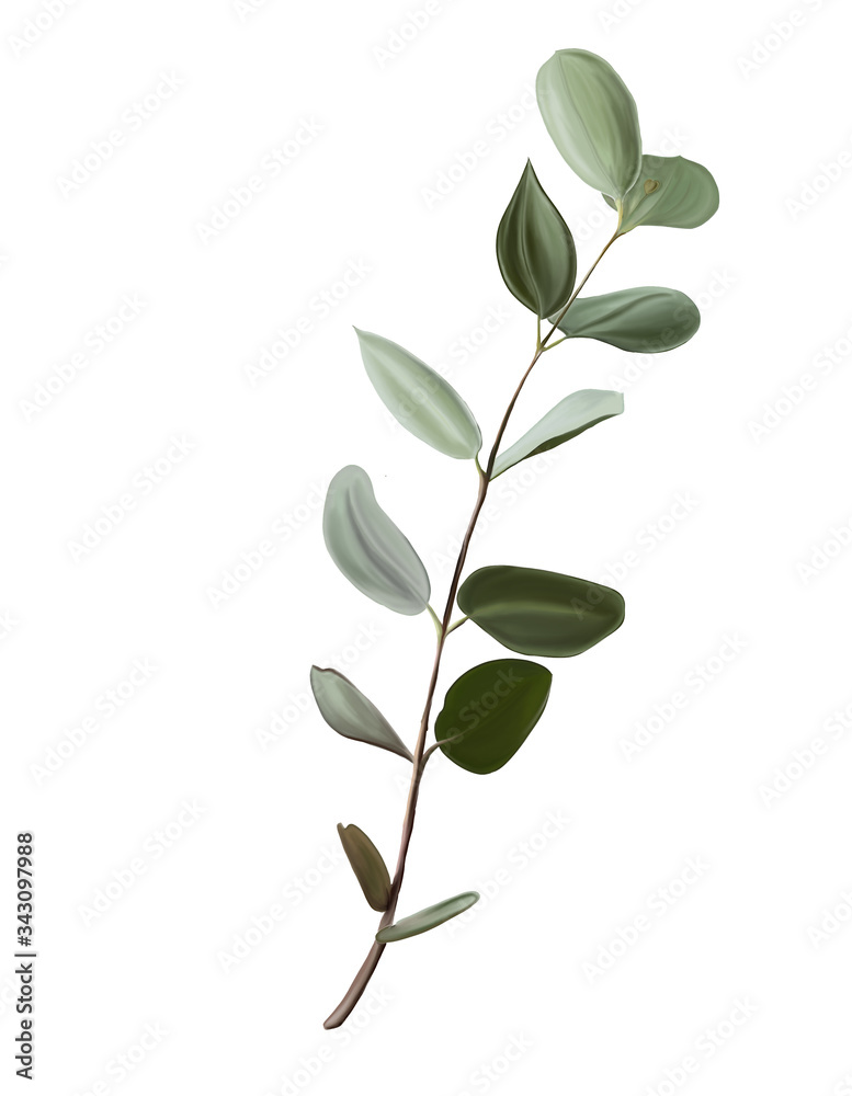 botanical illustration, a branch of eucalyptus - obrazy, fototapety, plakaty 